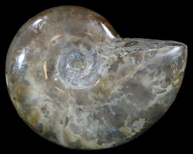 Polished Ammonite Fossil - Madagascar #52340